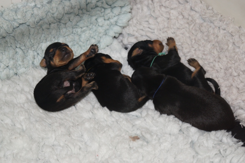 Indis pups ©Appletor English Toy Terriers